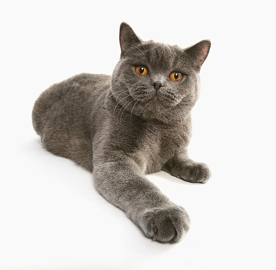 Британская короткошерстная