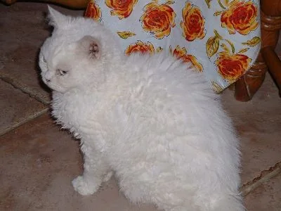 Селкирк Рекс