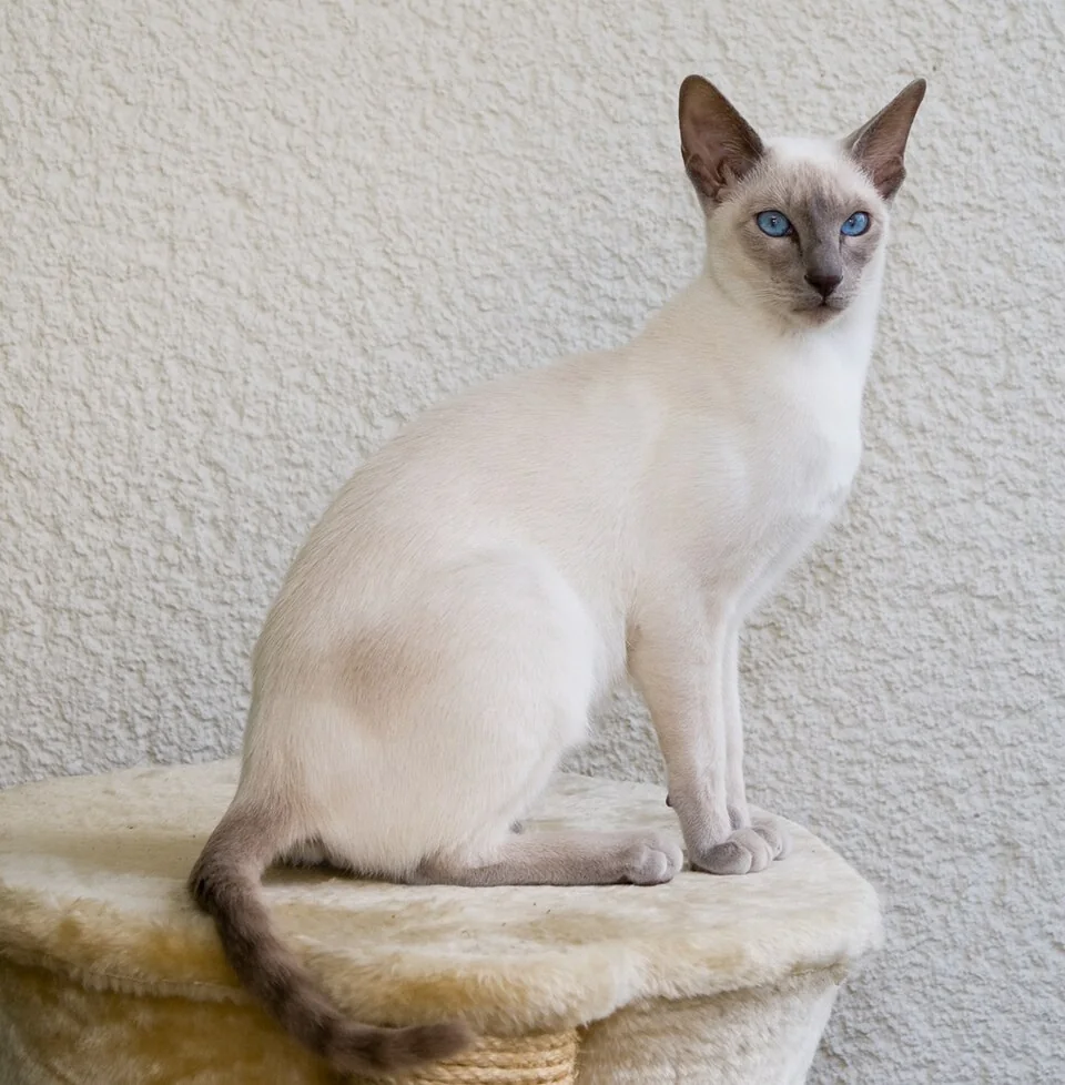 Домашняя кошка