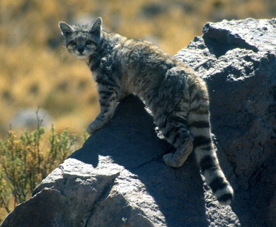 Андская горная кошка
