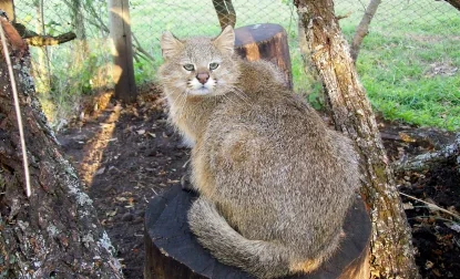 Пампасская кошка
