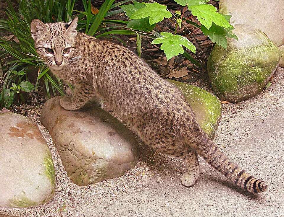 Кот Жоффруа