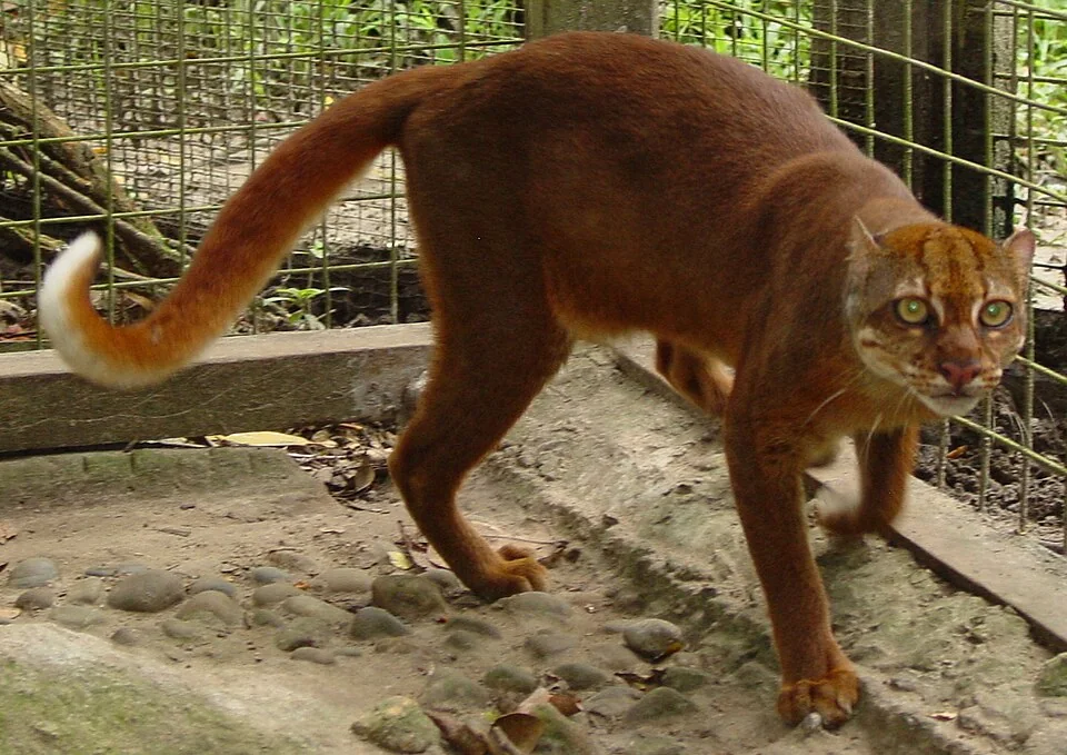 Бэй кот
