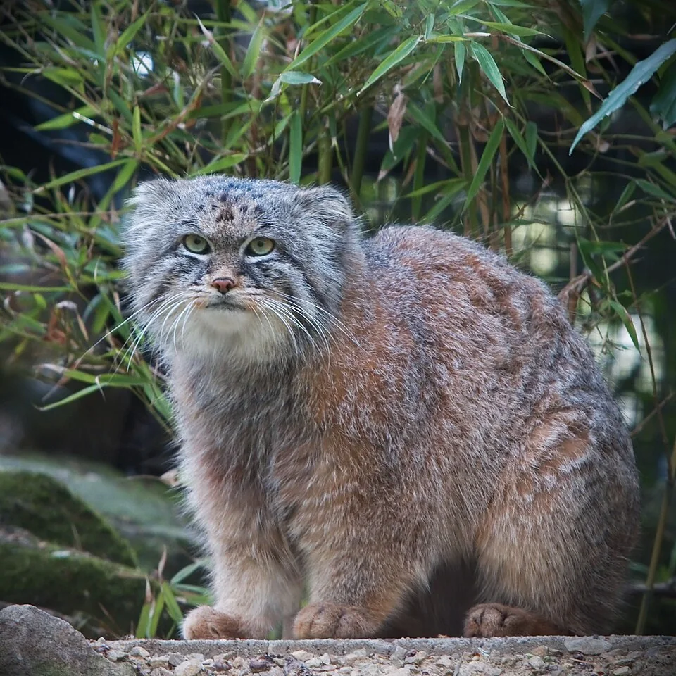 Кот Паллады