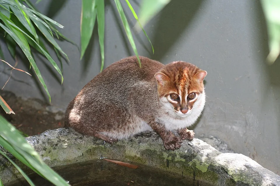 Кошка с плоской головой