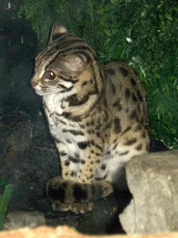 Леопардовая кошка