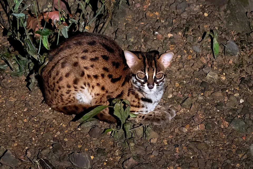 Зондская леопардовая кошка