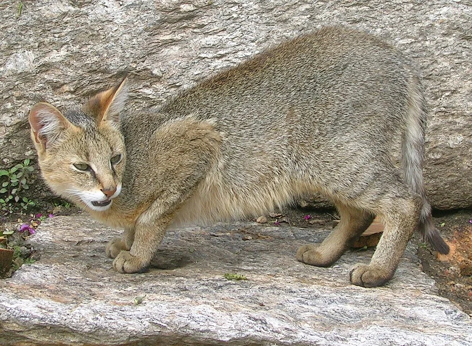 дикая кошка