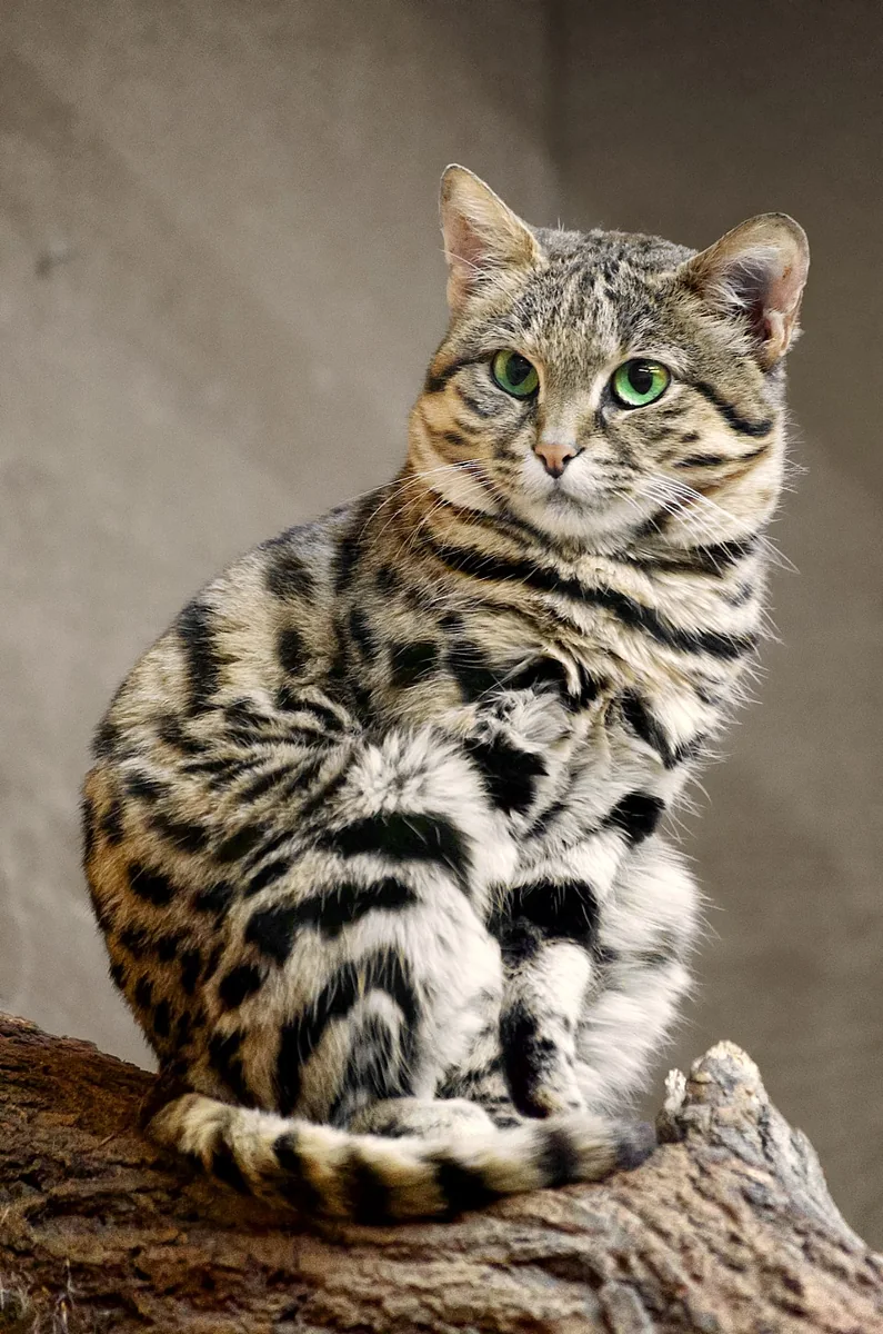 Черноногая кошка
