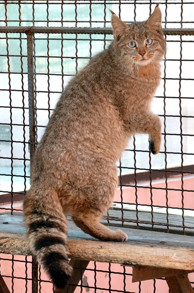 китайская горная кошка