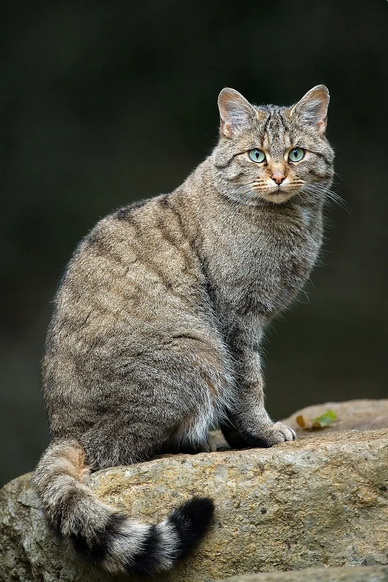 Европейская дикая кошка